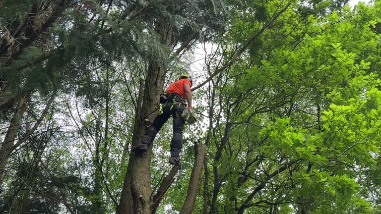 Tree and Shrub Care in Brownsville, TX